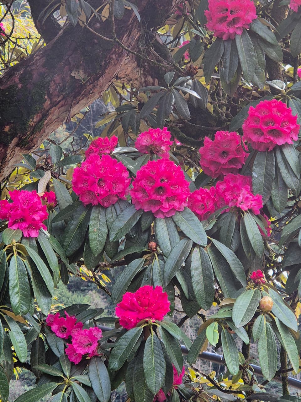 Ghorepani Poon Hill Trek